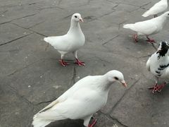 -南湖梦幻岛