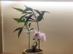 -小茶闲舍·观景商务茶馆(广州塔店)