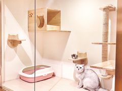 猫咪寄养房间-Double Rui宠物酒店