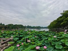 -江心屿景区