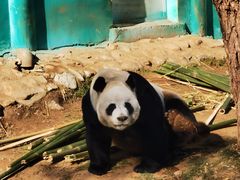 -栾川竹海野生动物园