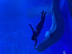 -芜湖新华联大白鲸海洋公园