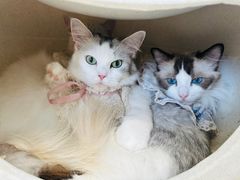 -怪兽屋·羊驼·猫咖·狗咖(俊华广场店)