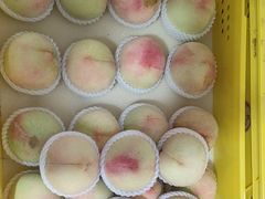 -老袁家蜜桃农场·阳山水蜜桃