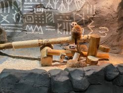 -Zoolung Zoolung动物主题公园(海信广场店)