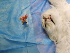 -动物缘宠物医院·骨科·猫科(西二环店)