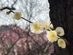 -无锡梅园公园