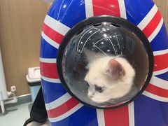 -瑞派·关忠动物医院·猫专科·犬专科(三环新城店)