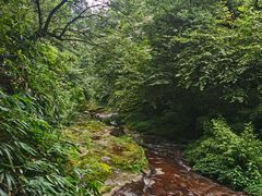 -中国大熊猫保护研究中心雅安碧峰峡基地