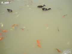 -大湾区中央湿地公园