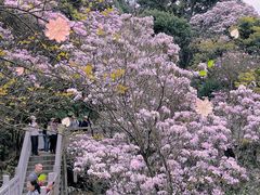 -梧桐山风景名胜区