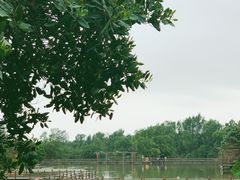 -大湾区中央湿地公园
