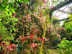 -呀路古热带植物园