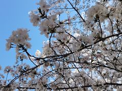 -高东镇樱花园