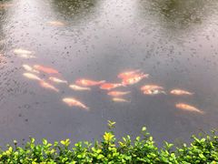 -西湖外事游船(花港观鱼码头)