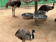 -西霞口神雕山野生动物世界