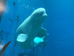 -芜湖新华联大白鲸海洋公园