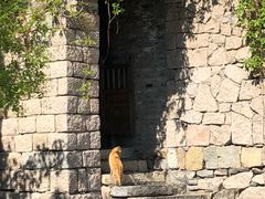 -古北烤梨