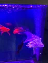 -海涛医疗美容·面部抗衰·注射美鼻