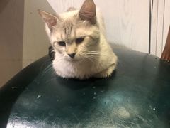 -猫小院猫主题餐厅(三里屯店)