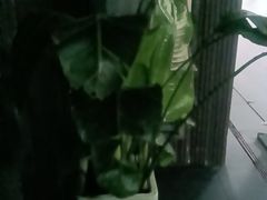 -阿伟海鲜楼·福建菜(涵江店)