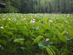 -莲湖公园