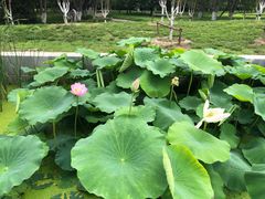 -莲花池公园