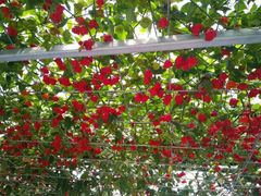 -兰陵国家农业公园