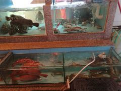 水产区-光兴海鲜排档·小炒(莱利园店)