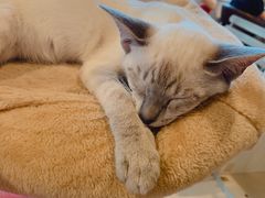 -Cappucimeow猫咪咖啡馆(韦伯时代店)
