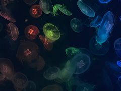 -烟台海昌鲸鲨海洋公园