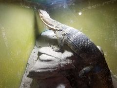 -上海大自然野生昆虫馆(东方明珠·爬宠昆虫探索中心)
