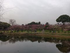 -无锡梅园公园