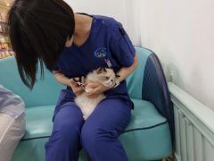-北京观赏动物医院·24小时大型综合·猫专科·异宠专科