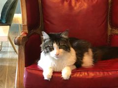 -猫大福·Fortune Cat猫舍(百子湾店)