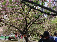 -西安青龙寺遗址景区