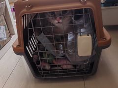 -米苏动物医院·犬猫专科·骨科外科内窥镜