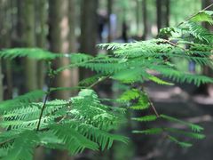 -桤木河湿地公园