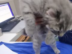 -佑安动物医院·全科·内窥镜中心(幸福巷店)