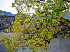 -塔川景区