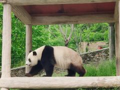 -卧龙中华大熊猫苑神树坪基地