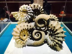 -青岛贝壳博物馆