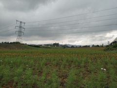 -紫颐香薰山谷景区