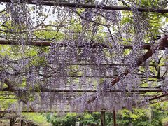 -嘉定紫藤园