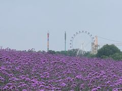 -花博汇(知音花月夜)