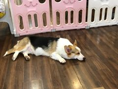 -柯斗斗主题餐厅·狗咖·围炉煮茶·茶饮(国瑞升平里店)