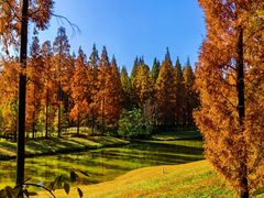 -黄海国家森林公园