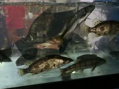 -全乐鱼馆·淳牌有机鱼直营店