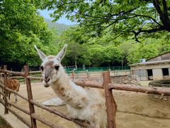 -西安秦岭野生动物园