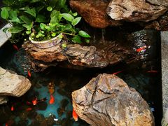 -杭宁香吧岛龙虾(观城店)